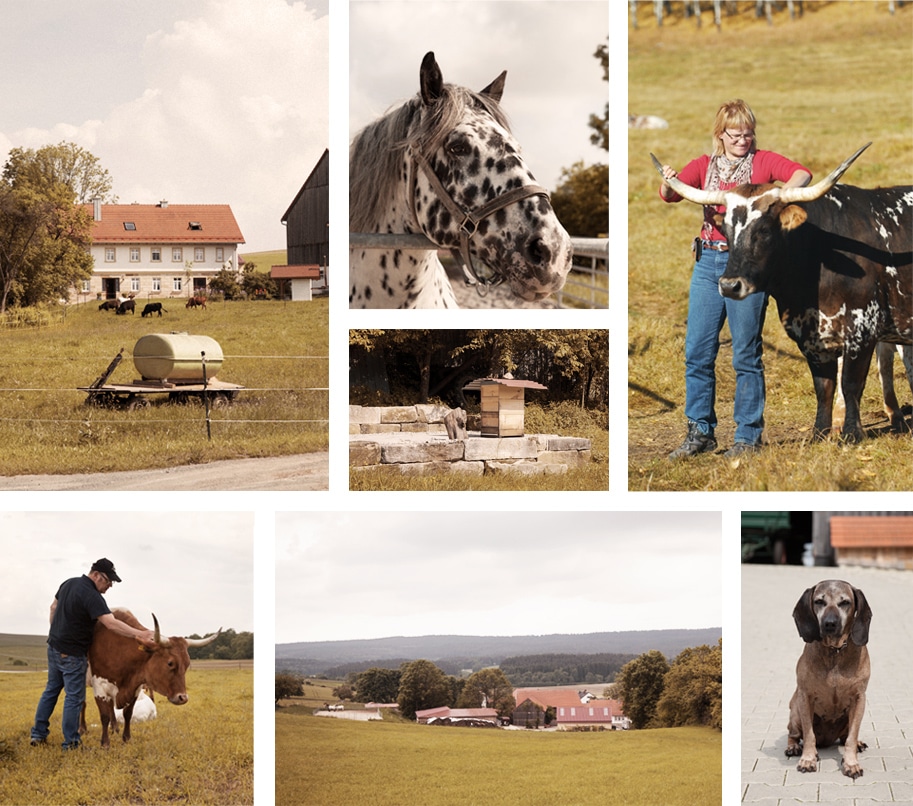 Texas Longhorn Ranch