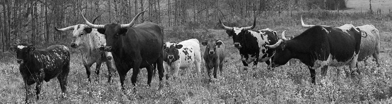 texas longhorn ranch Zuchttiere