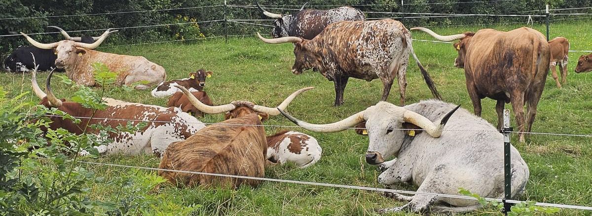 texas longhorn ranch Zuchttiere