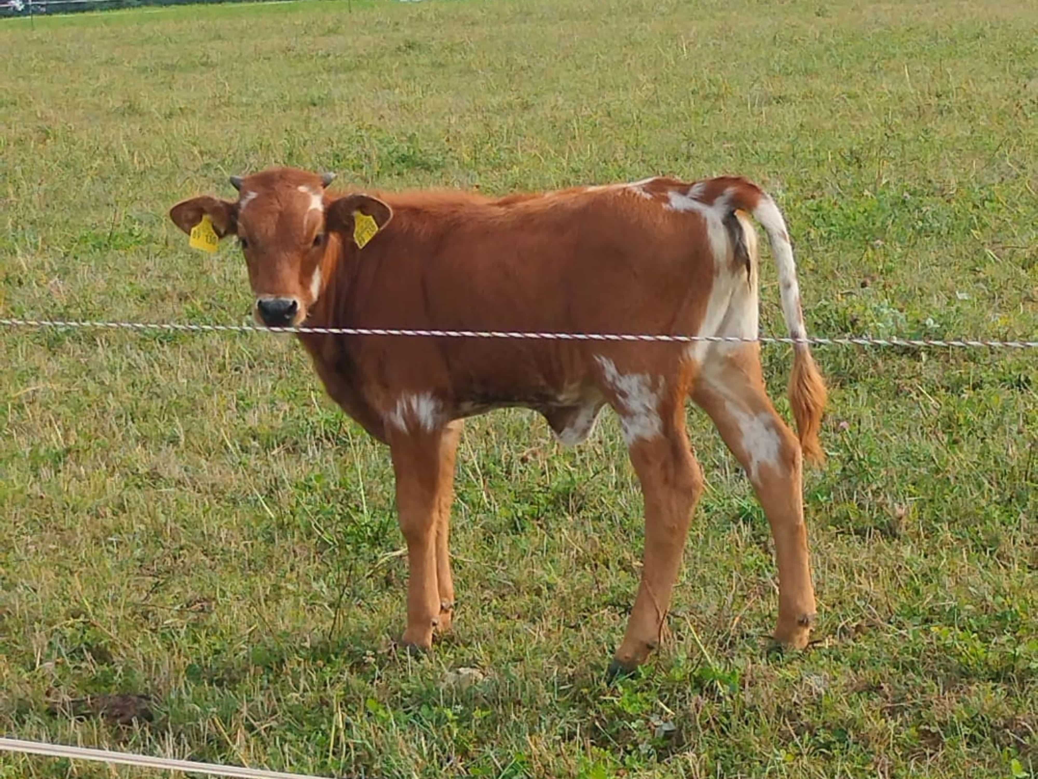 texas longhorn ranch Zuchttiere