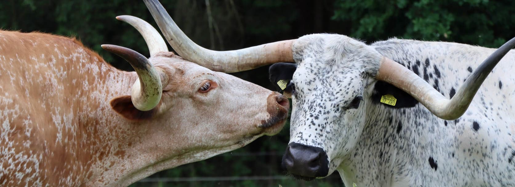 texas longhorn ranch Zuchttiere